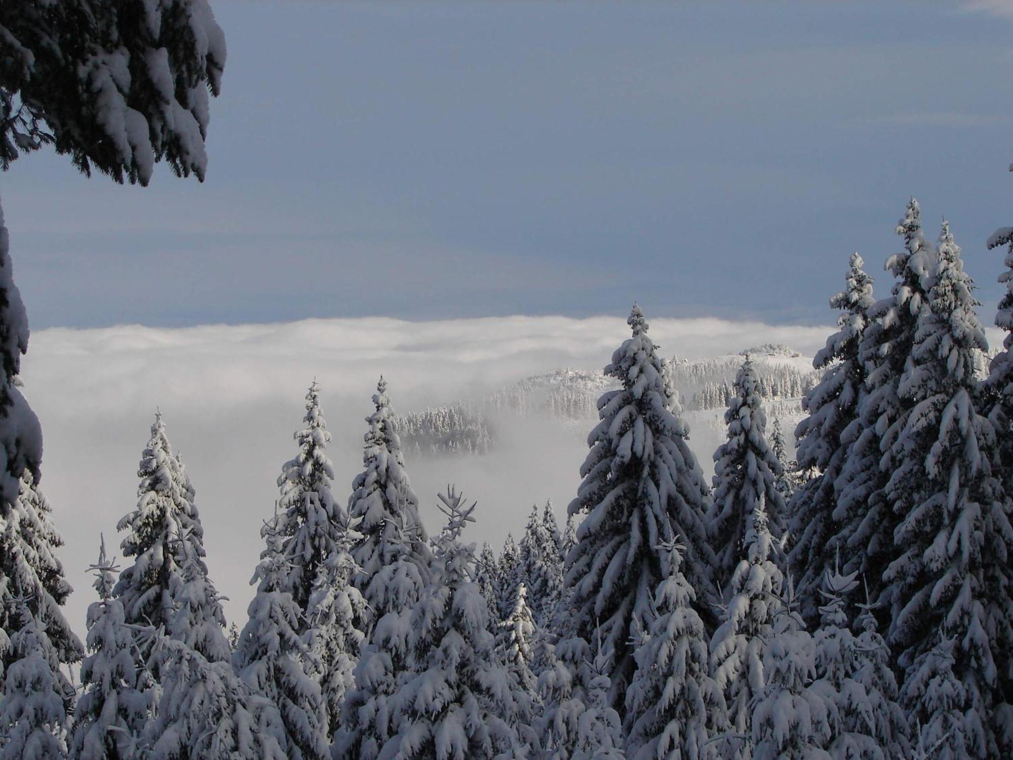 Vila Stefana Păltiniş Buitenkant foto